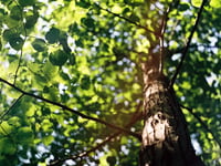 Wildlife Trust praise for 10 per cent tree cover plan