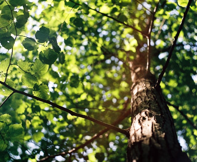 Wildlife Trust praise for 10 per cent tree cover plan