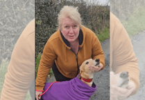 Local charity find forever home for greyhound, Bonnie