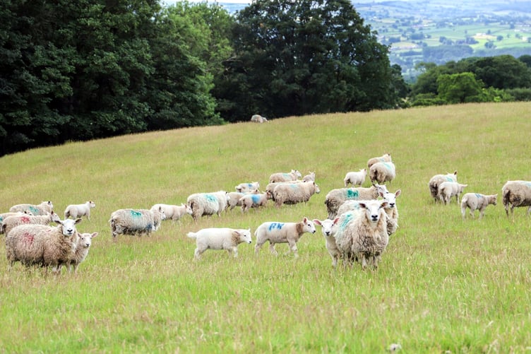 Welsh sheep flock at Glyn Arthur Farm