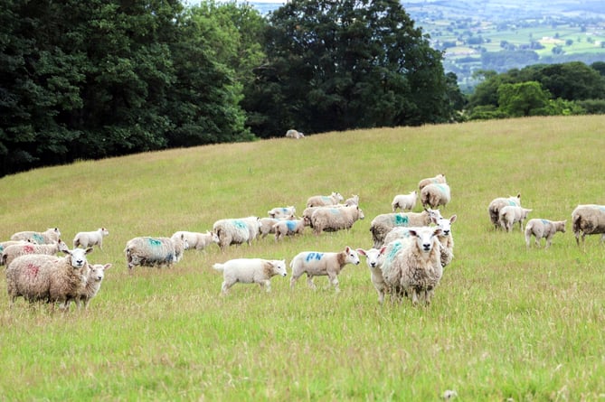Welsh sheep flock at Glyn Arthur Farm