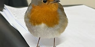 WATCH: Robins take shelter from the cold at garden centre