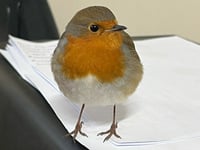 WATCH: Robins take shelter from the cold at garden centre