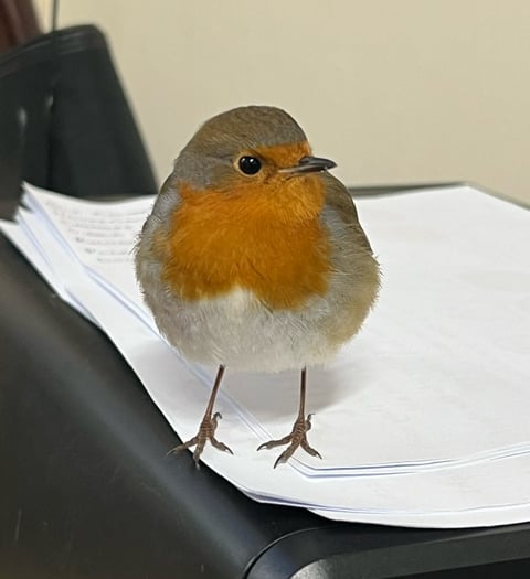 WATCH: Robins take shelter from the cold at garden centre