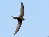 Llanidloes group takes swift action to help birds