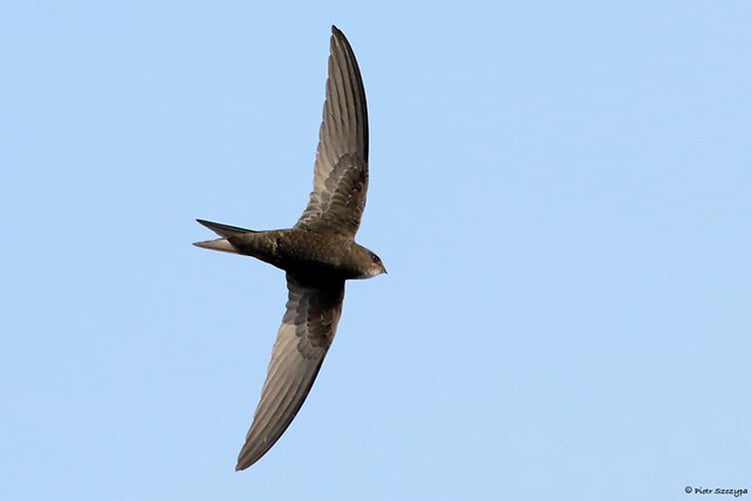 The Common Swift