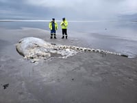 Whale carcass removed from beach