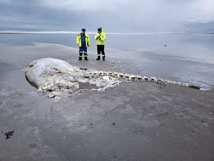 Whale carcass removed from beach