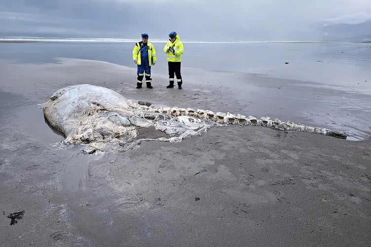 The whale carcass washed up on the beach