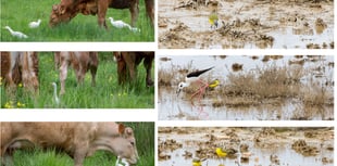 Exhibition gives a different view of our feathered friends