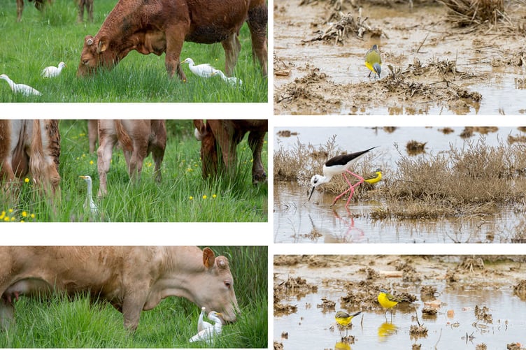 Photographs of birds in their landscape by Jeremy Moore