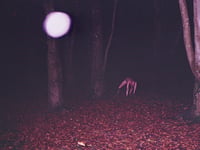 Photo sent to Cambrian News of creeping 'skin crawler' in woods