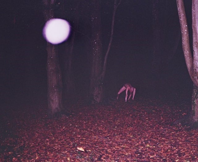 Photo sent to Cambrian News of creeping 'skin crawler' in woods