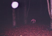 Photo sent to Cambrian News of creeping 'skin crawler' in woods