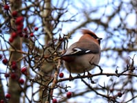 Arctic blast forces Bohemian Waxwings to Cardigan Bay