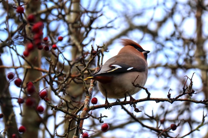 A Bohemian Waxwing graced the Welsh Wildlife Centre in Ceredigion with its presence yesterday, harking all the way from Scandinavia to stop off and enjoy some Welsh berries