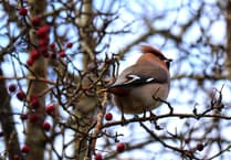 Arctic blast forces Bohemian Waxwings to Cardigan Bay