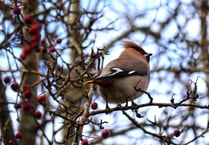 Arctic blast forces Bohemian Waxwings to Cardigan Bay