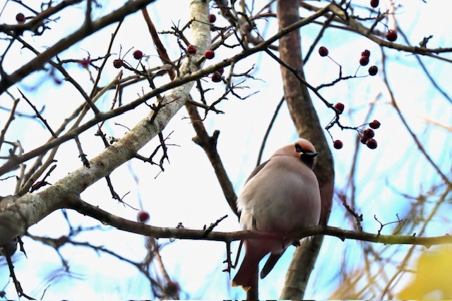 A Bohemian Waxwing gorging on hawthorn berries in Ceredigion