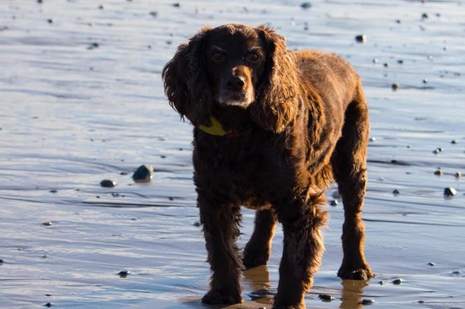 Jo's dog Tia enjoying the sun on Tywyn beach