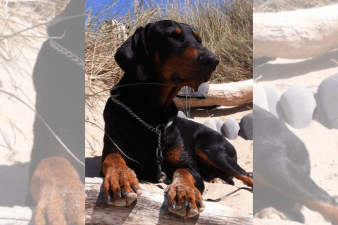 Clyde, one of Adam's beloved Doberman's who is remembered with a hand painted stone on the shore in Tywyn