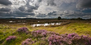Free guided tour of Cors Caron to celebrate World Wetlands Daynews