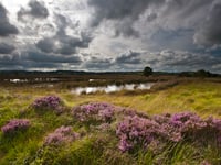 Free guided tour of Cors Caron to celebrate World Wetlands Daynews