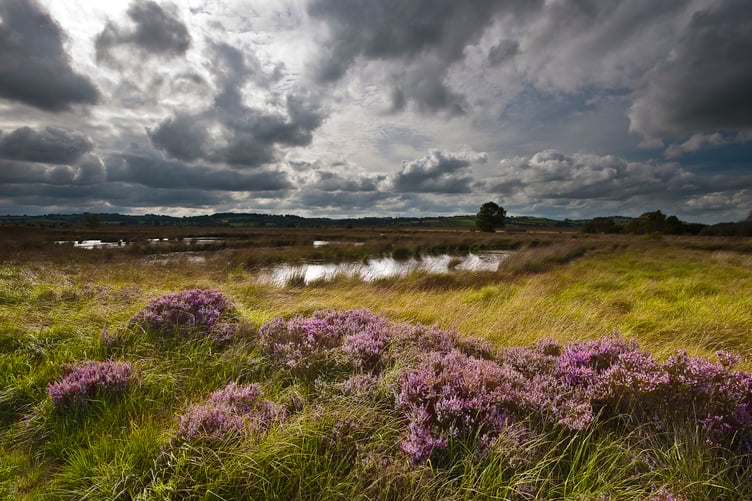 Cors Caron