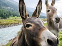 Bro Dyfi Hospital wants your say for nature-based wellbeing project