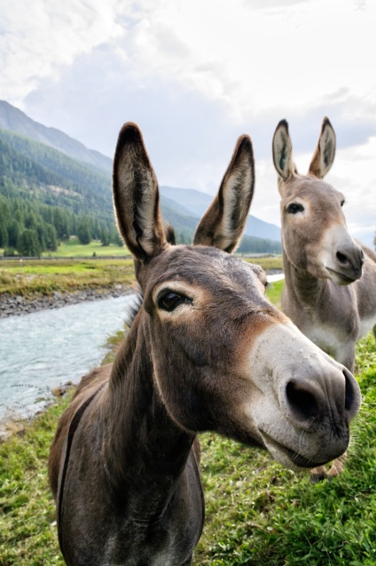 Have your say for the chance to win a woodland experience with the Dyfi Donkeys