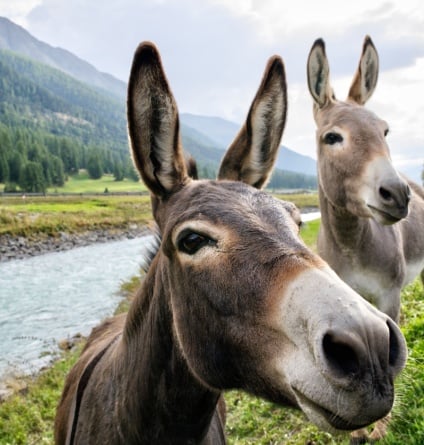Have your say for the chance to win a woodland experience with the Dyfi Donkeys