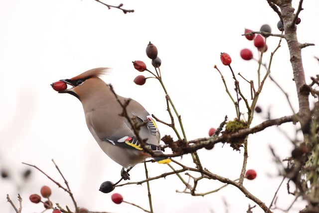 Thriving wildlife and misty mornings: Best of readers' photos