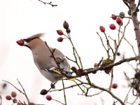 Thriving wildlife and misty mornings: Best of readers' photos