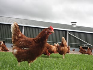 RSPCA Cymru welcomes ‘huge step’ as caged hen consultation launched