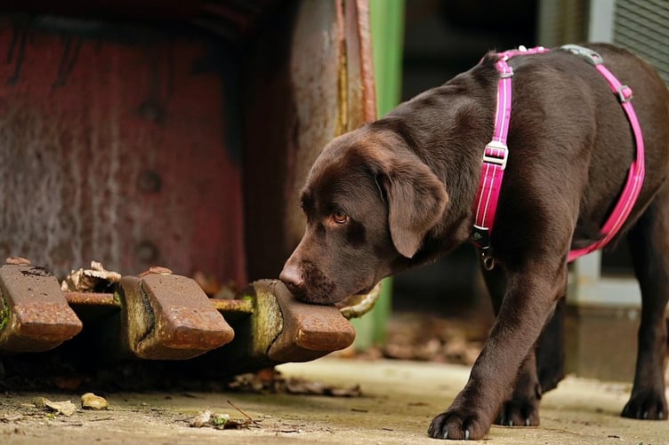 Dog scent
