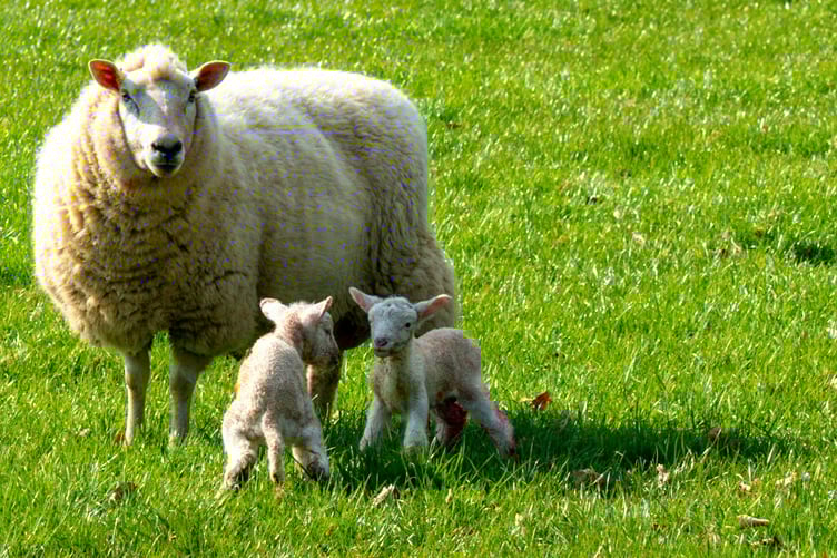 Sheep and lambs.