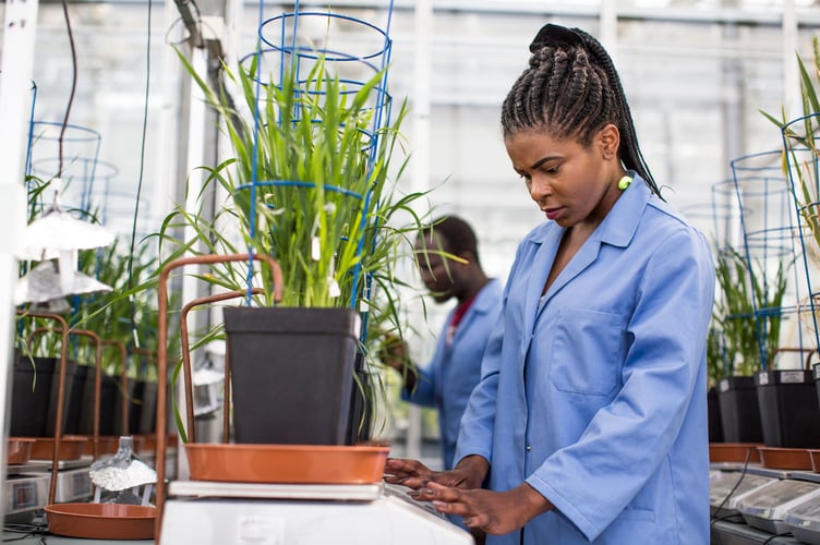 phenomics gogerddan labs, research and inspection of plants grown under controlled conditions