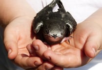 Swifts conservation group launches in Llanidloes