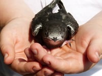 Swifts conservation group launches in Llanidloes