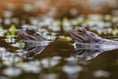 Video shows frogs 'croaking chorus' as frogspawn spotted in ponds