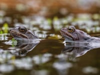 Video shows frogs 'croaking chorus' as frogspawn spotted in ponds