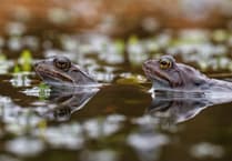 Video shows frogs 'croaking chorus' as frogspawn spotted in ponds