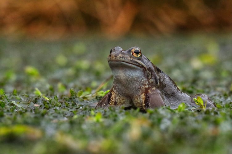Gorgeous footage of a mass frogs spawning which took place west of the Cambrian mountains near the village of Pontrhydfendigaid