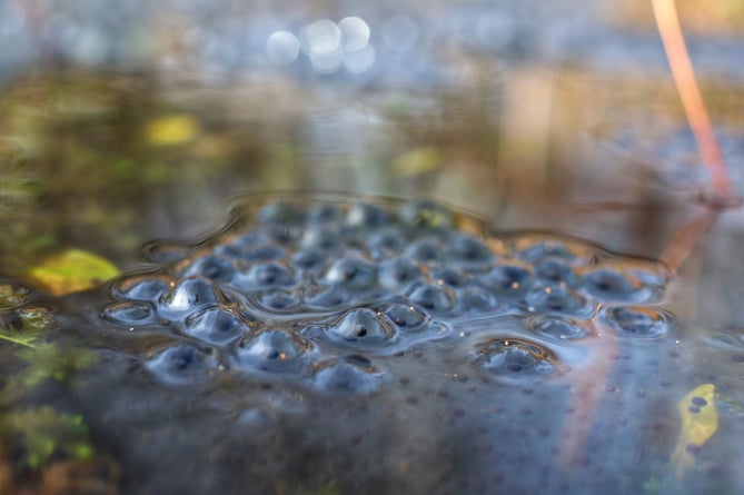 Frogspawn spotted on the surface of a pond
