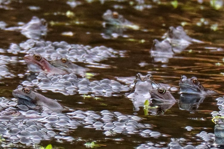 Watch out for frogspawn in your local waters, but try not to move them if you can help it!