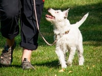 Countryside warning to dog walkers with lambing season in full swing