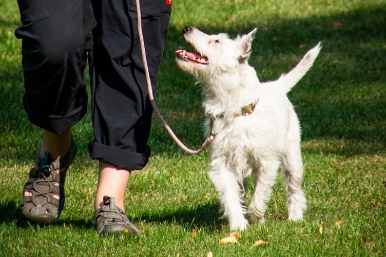 Dog on lead