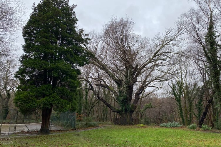 The ancient tree being safeguarded at Bethesda