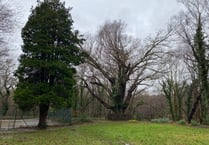 Meeting over 500 year old Gwynedd oak tree linked to children’s book