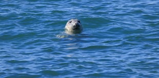 Seven family activities to try on the Wales Coast Path this half term 